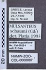 Etikette zu Mulsanteus schaumi (Candèze, 1882) (NHMW-ZOO-COL-0008887)